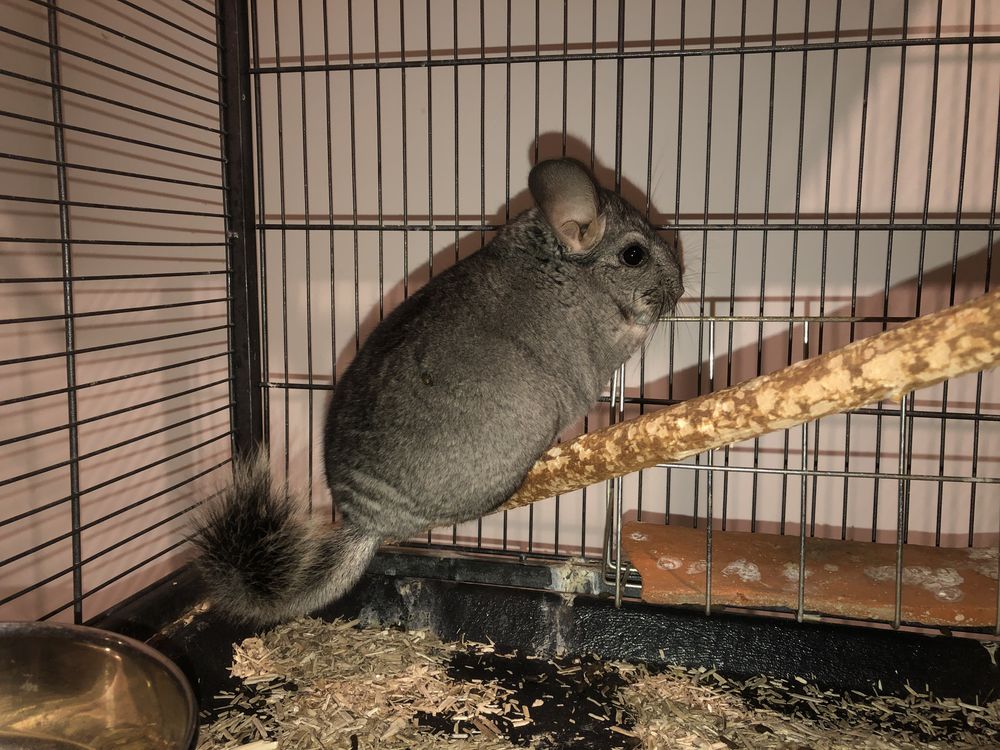 Chinchilla 40 85430 Aubigny