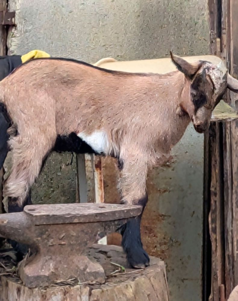 Cabris 90 13170 Les pennes-mirabeau