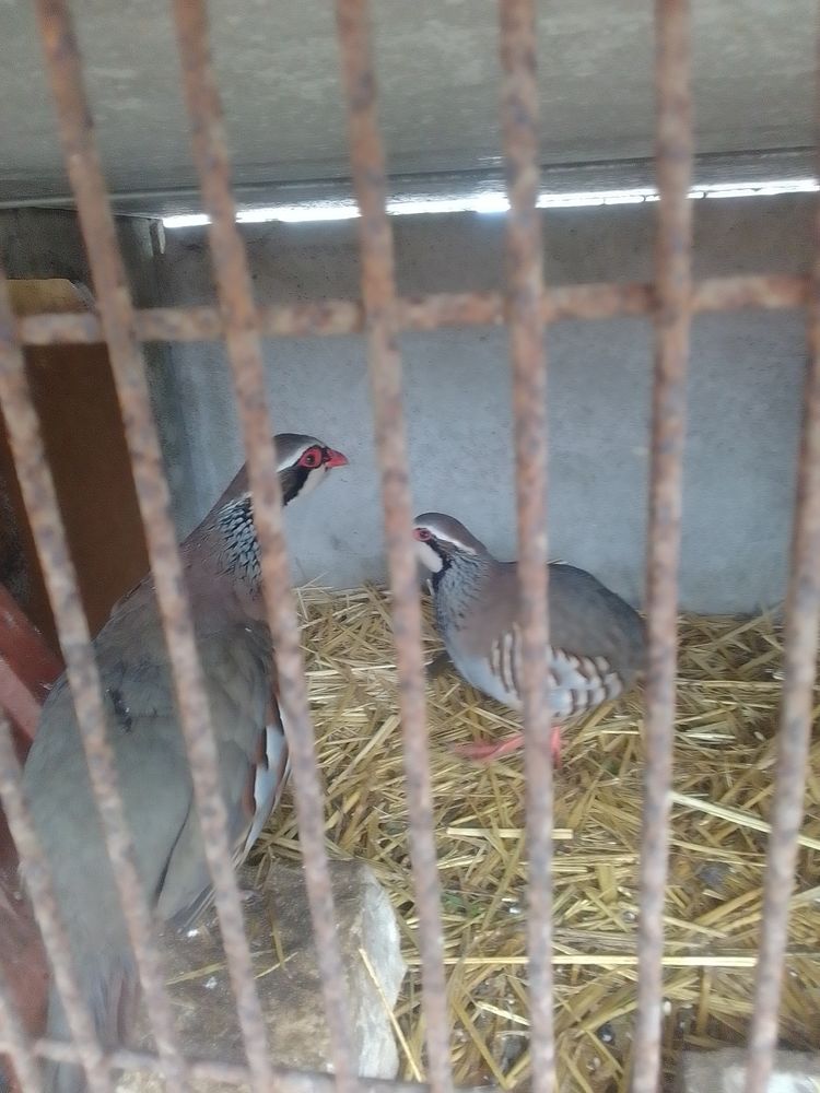 Oeufs de faisan et perdrix 2 86100 Ch�tellerault