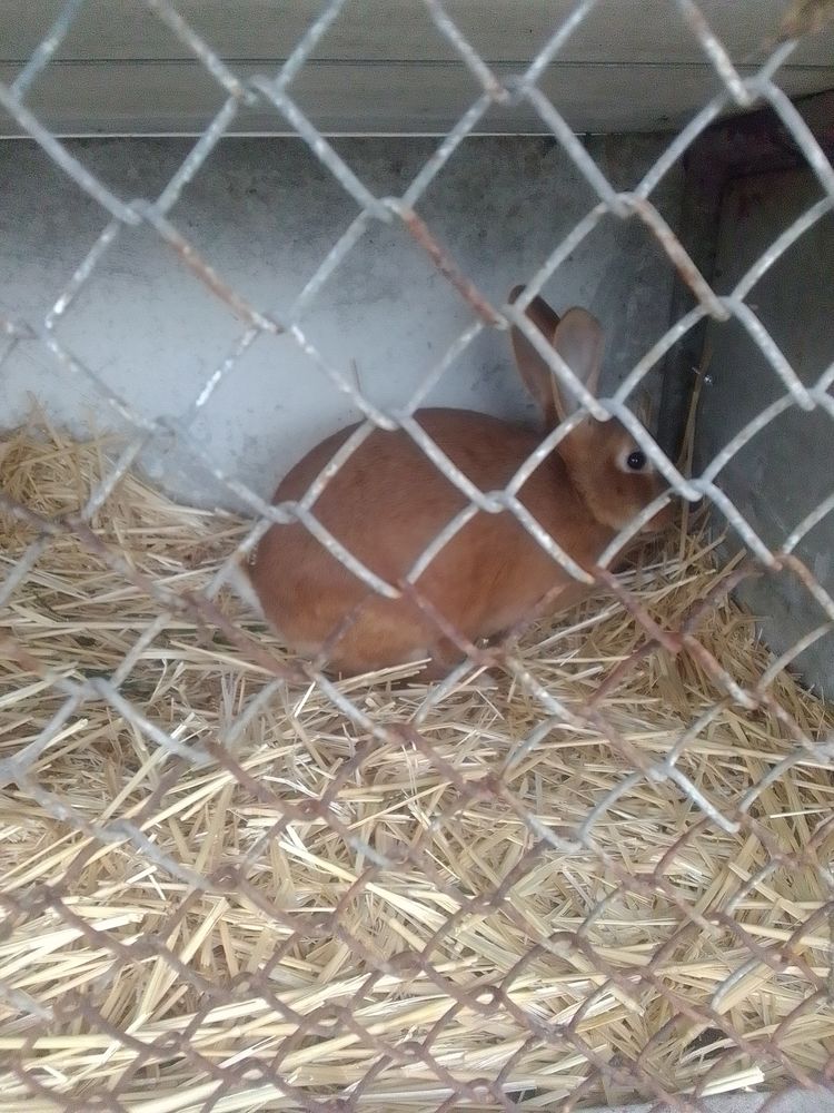 Lapins 20 86100 Ch�tellerault