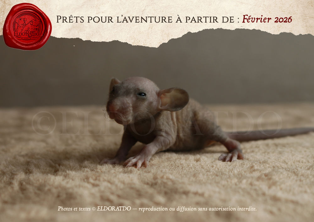 Superbes Rats, Ratons &agrave; l'adoption 25 15000 Aurillac