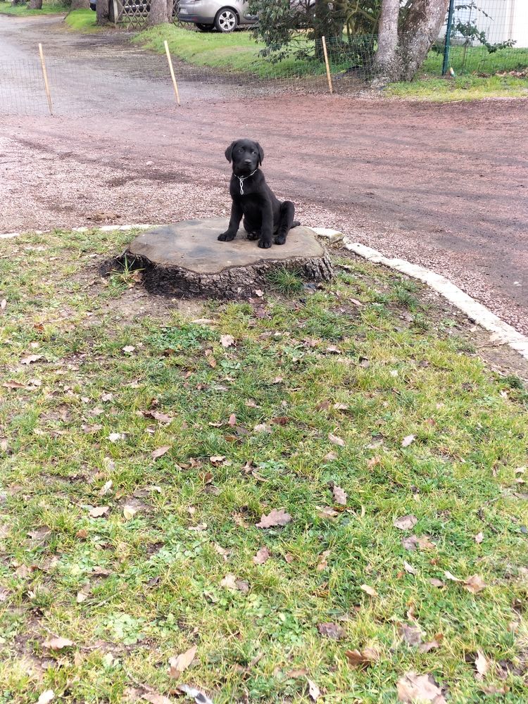 LABRADORS NOIRS 350 44310 La limouzini�re