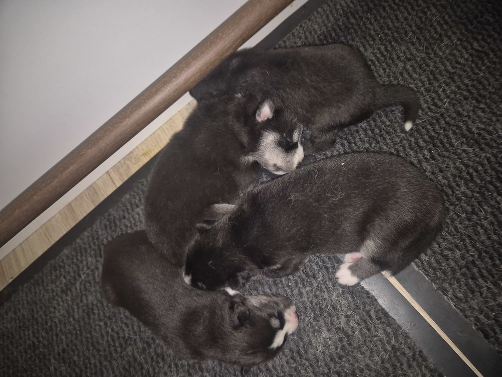 Chiots LOF 1000 80600 Beauquesne