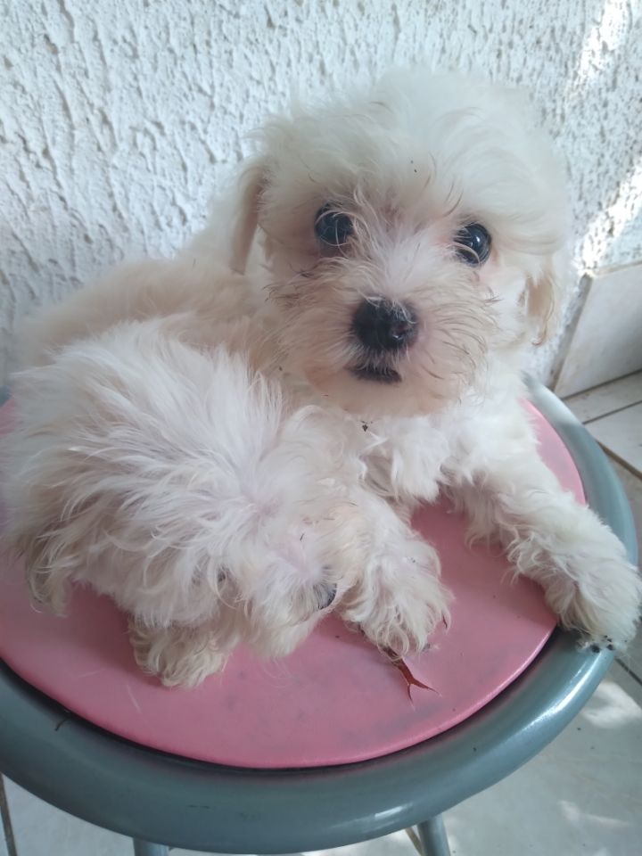 Coton de tulear 1000 26790 Tulette