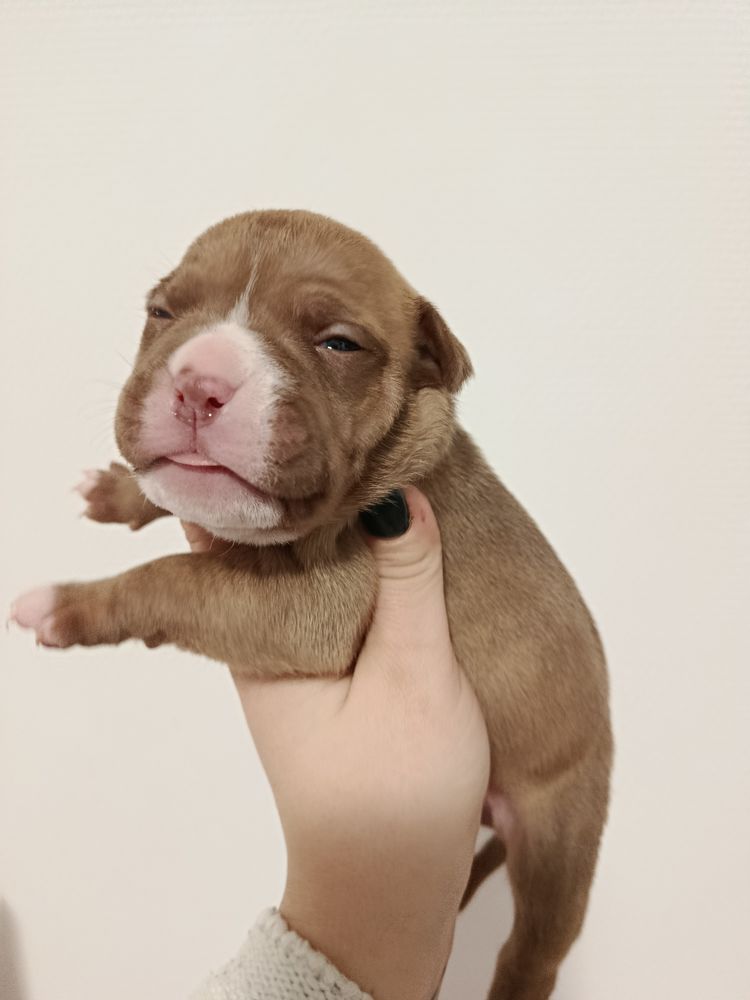 Am&eacute;ricain bully pocket standard a r&eacute;serv&eacute; 1400 57150 Creutzwald