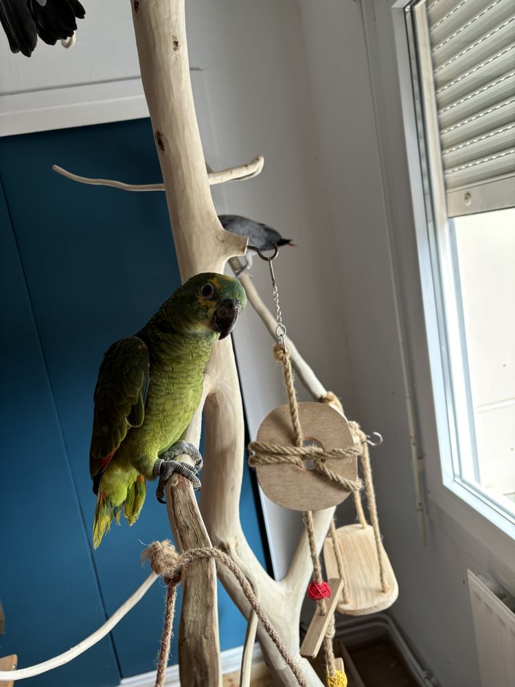 Amazone a front bleu 1500 54120 Baccarat