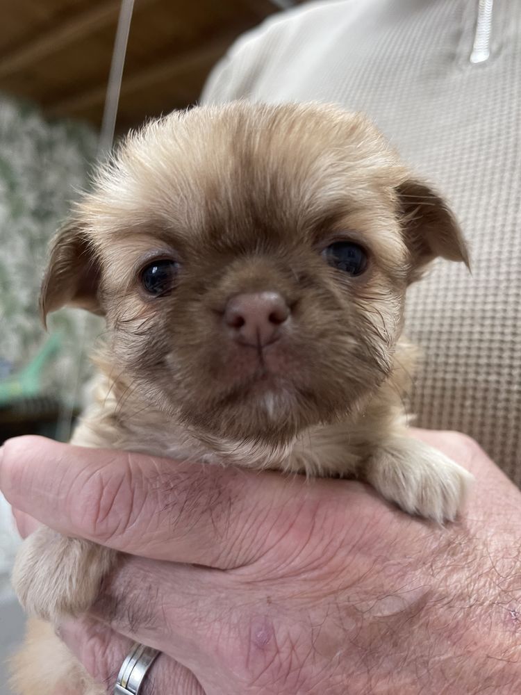 Chiots M&acirc;le & femelles chihuahua poil long &court 950 81000 Albi