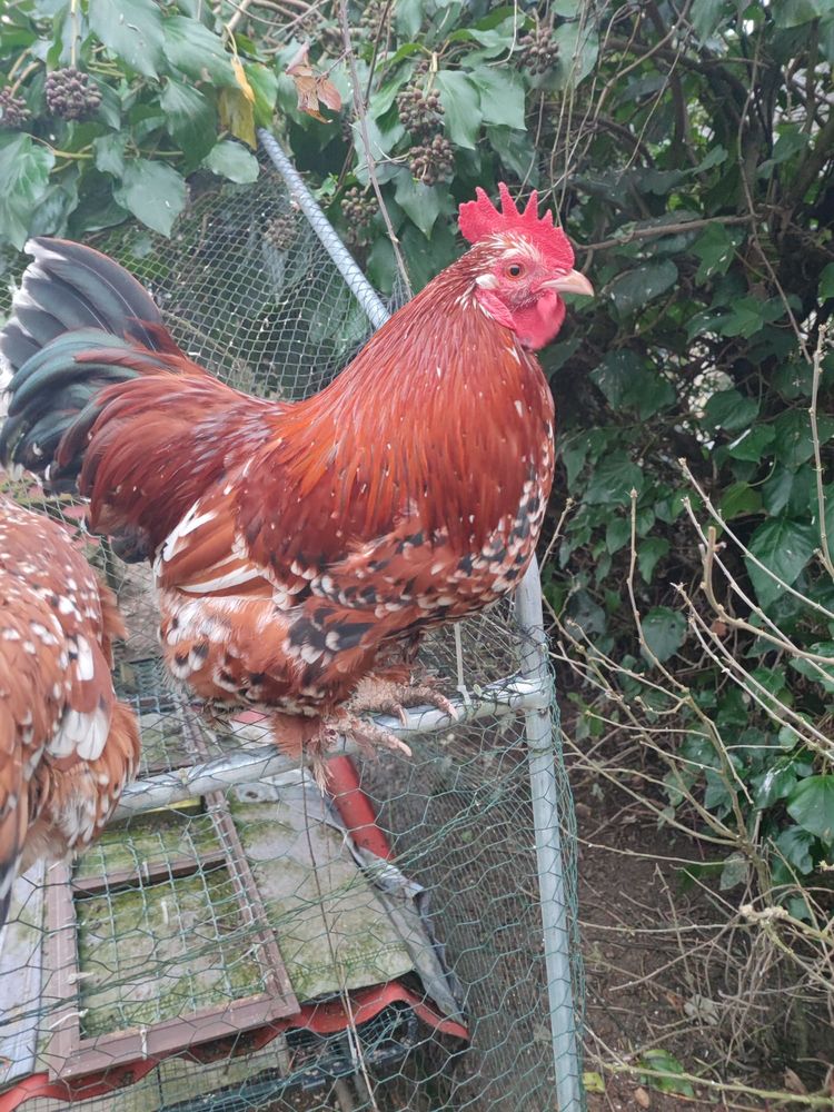 coqs Seuilly (37500) 10 37500 Seuilly