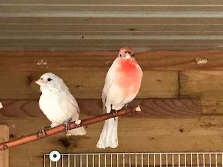 couple roselin  du mexique 80 68000 Colmar