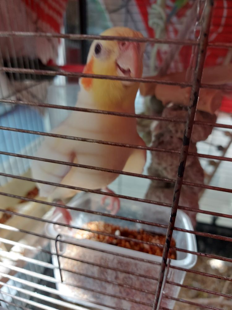 Caloptys  m&acirc;le recherche 30 11100 Narbonne