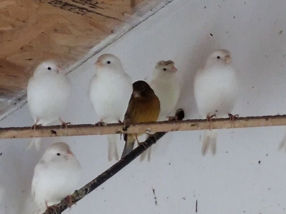 canaris   moineaux du japon 
30 69160 Tassin-la-demi-lune