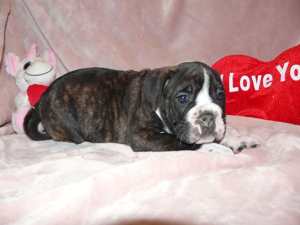 CHIOTS BULLDOG CONTINENTAL A RESERVER 1400 30000 N�mes