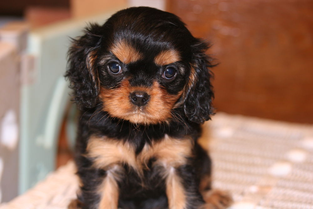 chiots m&acirc;le et femelles cavalier king charles 1300 71310 Saint-bonnet-en-bresse
