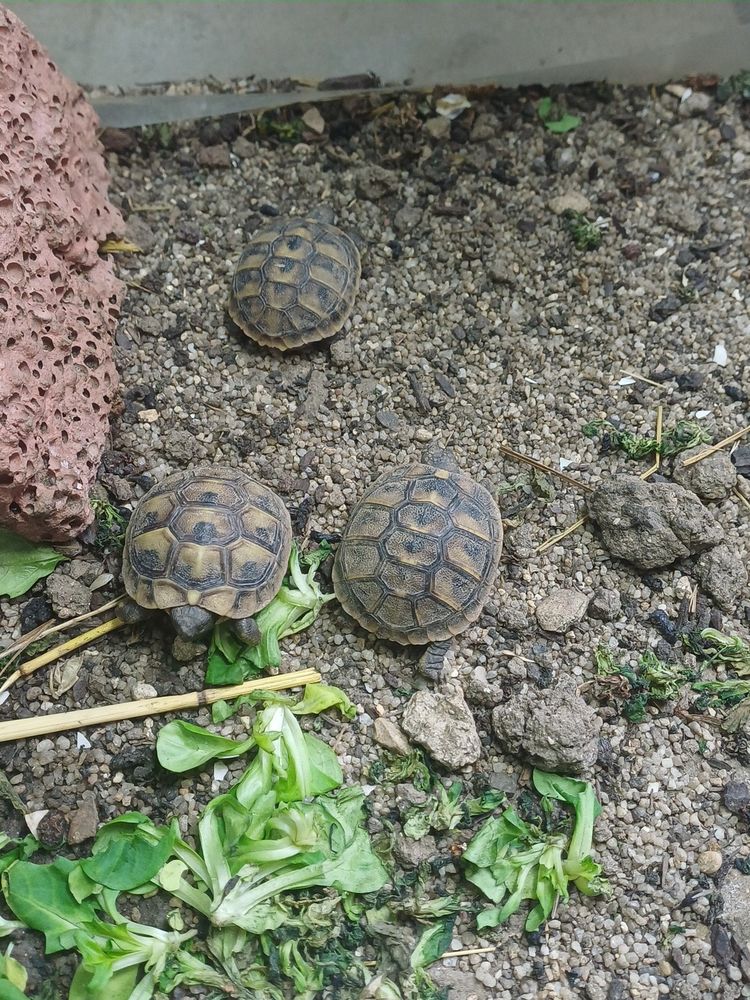 Jeunes tortues testudo 75 91260 Juvisy-sur-orge
