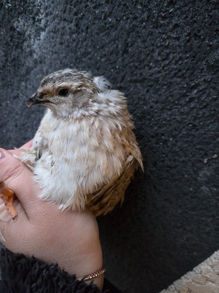 M&acirc;le caille c&eacute;ladon 5 71360 �pinac