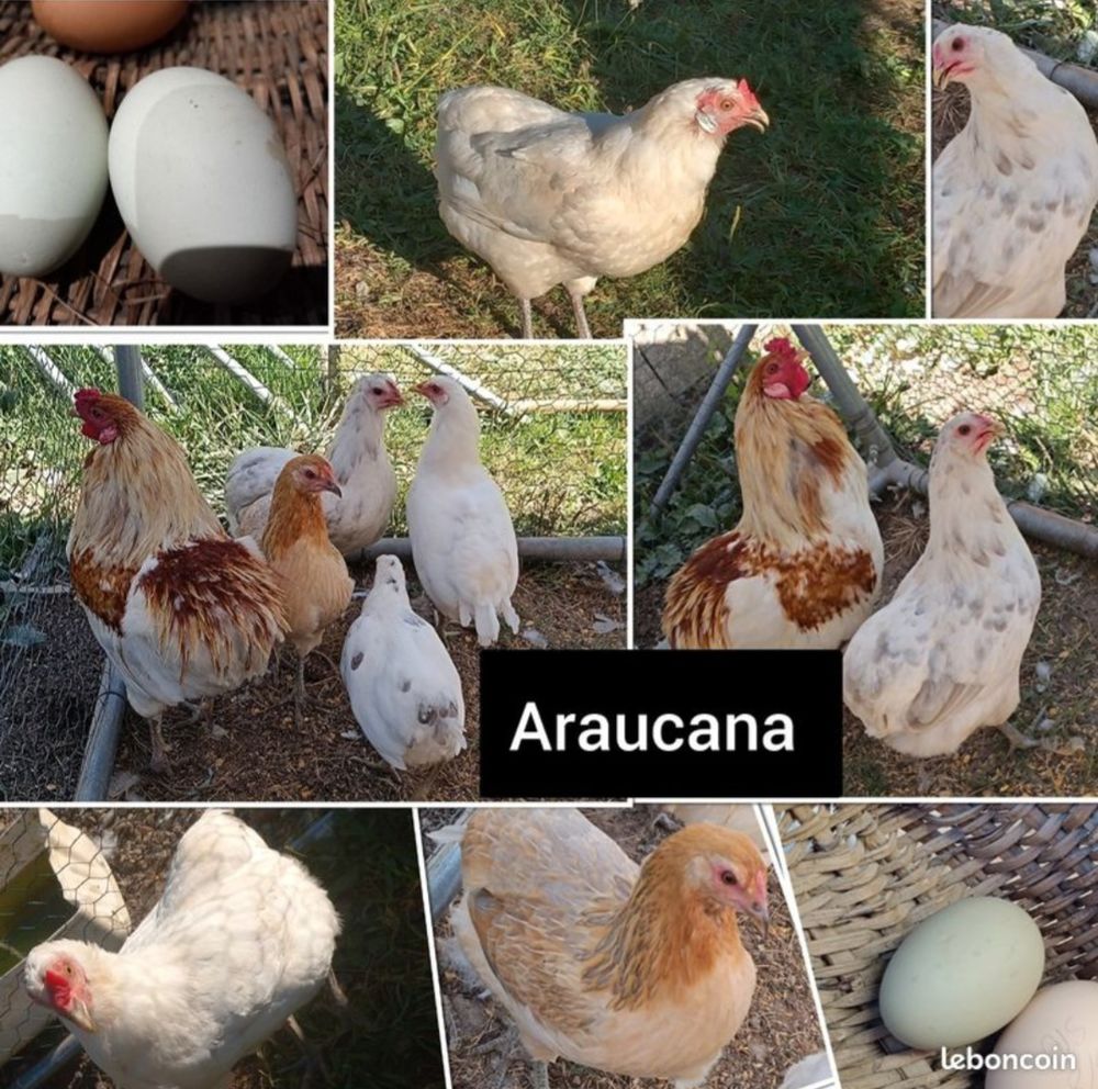 ?ufs fecond&eacute;s de araucana 2 71360 �pinac
