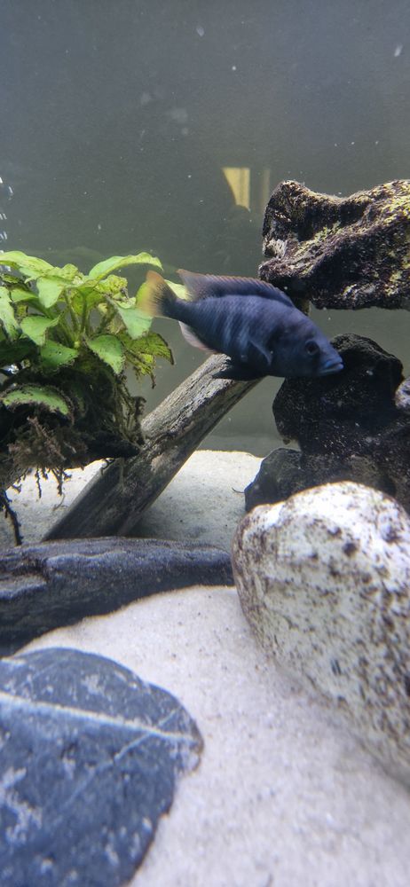 Cichlid&eacute;s du lac Victoria 6 69540 Irigny