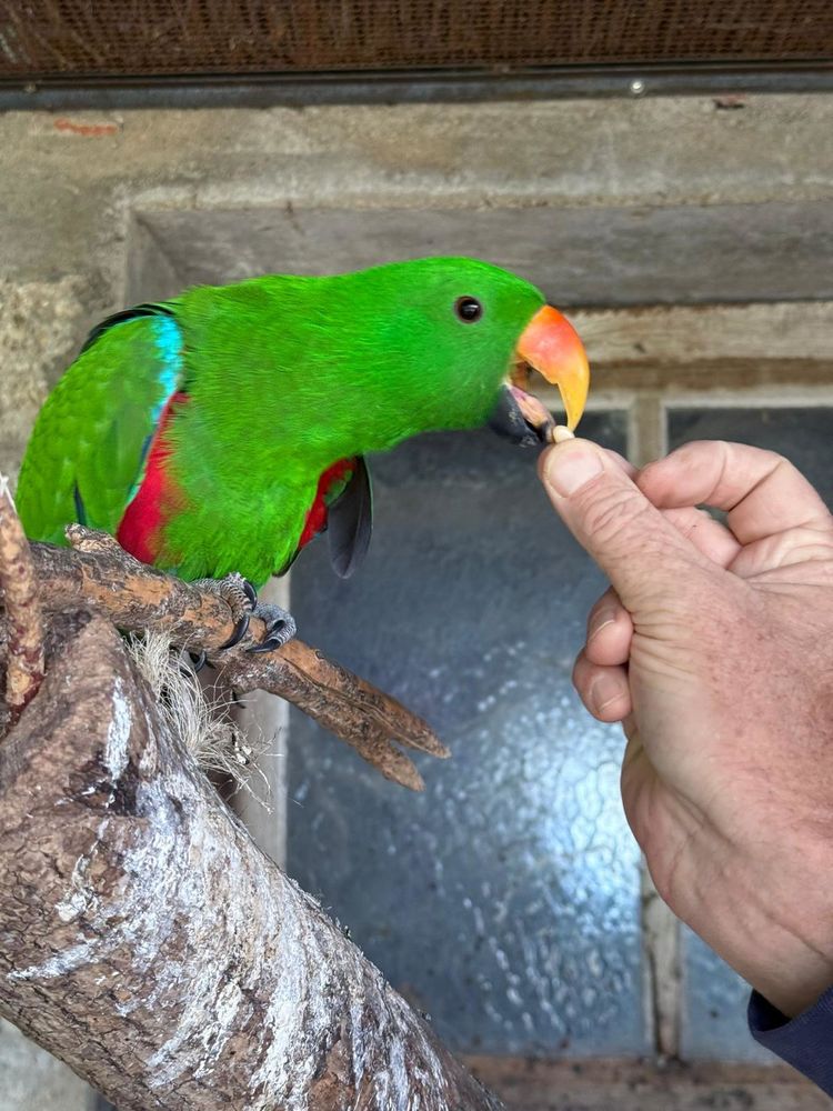 Jeune m&acirc;le eclectus 2025 550 71310 La chapelle-saint-sauveur
