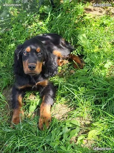Chiots setter gordon 550 17300 Rochefort
