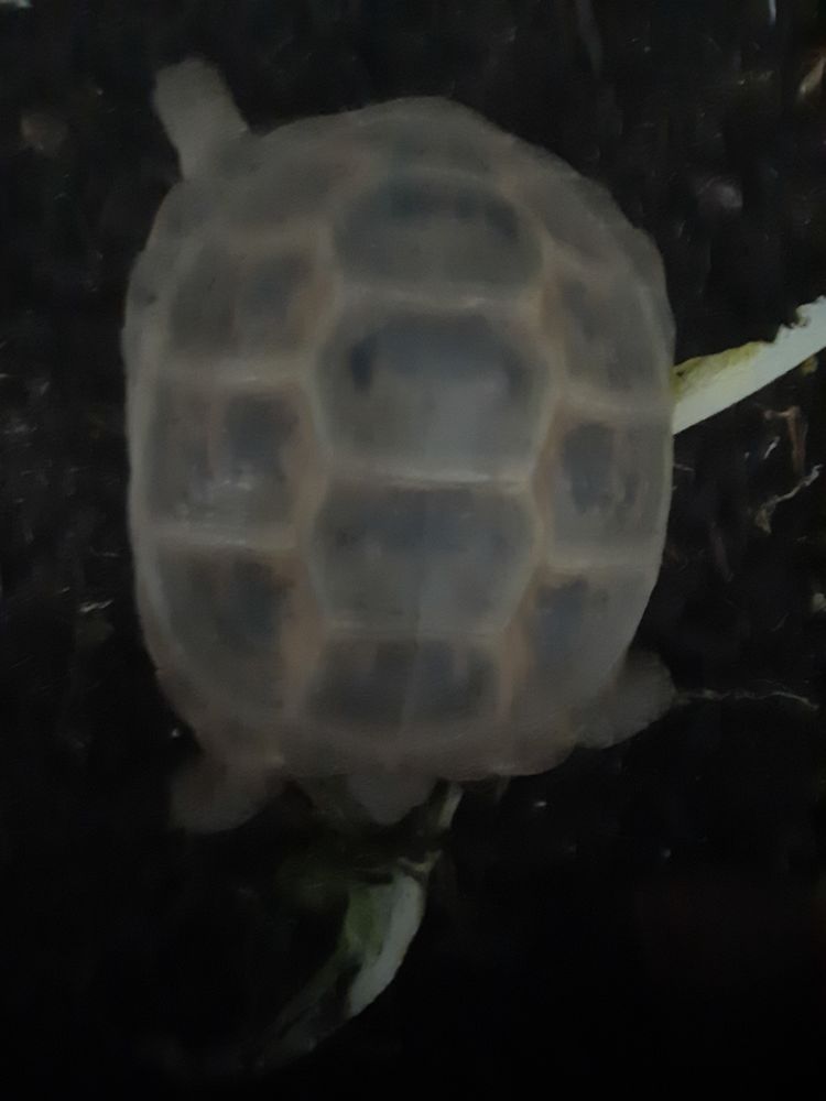 Tortues steppes 300 88200 Saint-nabord