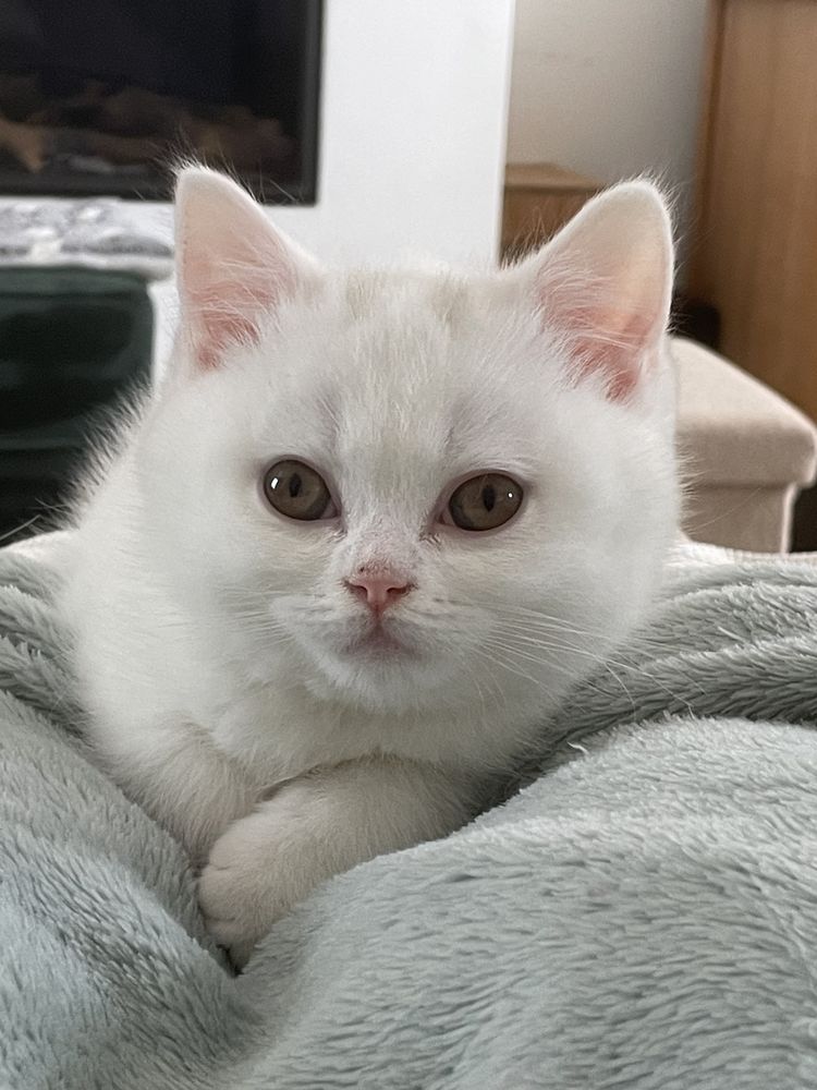 Chatons British Shorthair 1100 91230 Montgeron