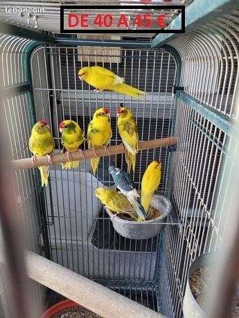 perruche kakariki 40 30700 Saint-quentin-la-poterie