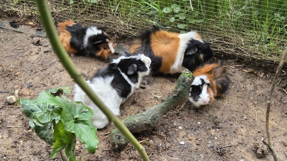 Cobayes - Cochons d'inde 5 17150 Mirambeau