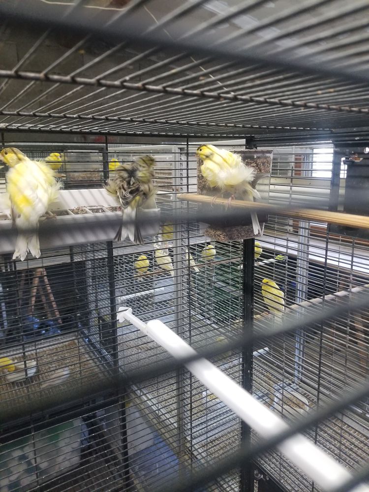 Canaris 40 34150 Gignac