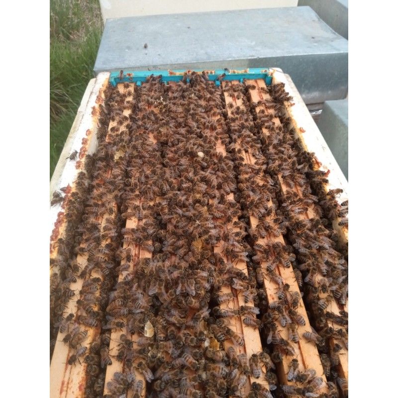 Essaims abeilles 2025
130 22400 Lamballe