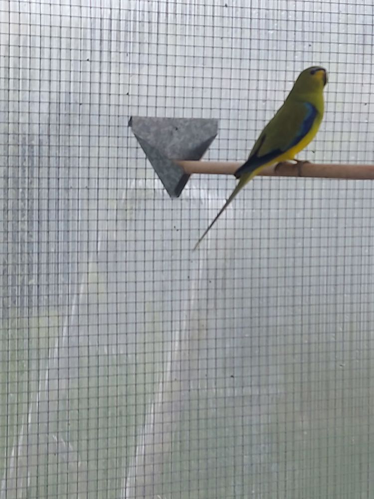 Perruche &eacute;l&eacute;gante 30 60130 Saint-just-en-chauss�e