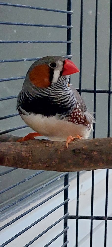 Mandarin m&acirc;le 10 55160 Fresnes-en-wo�vre