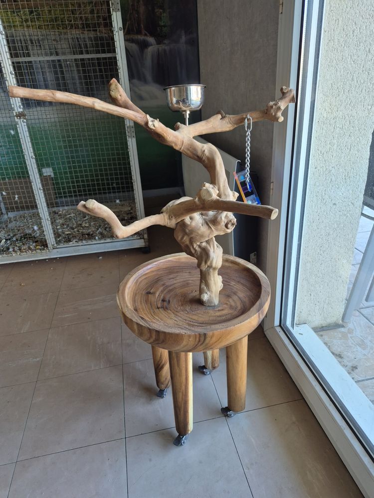 Arbre de Java perruches/perroquets sur table de caf&eacute;ier 290 40200 Mimizan