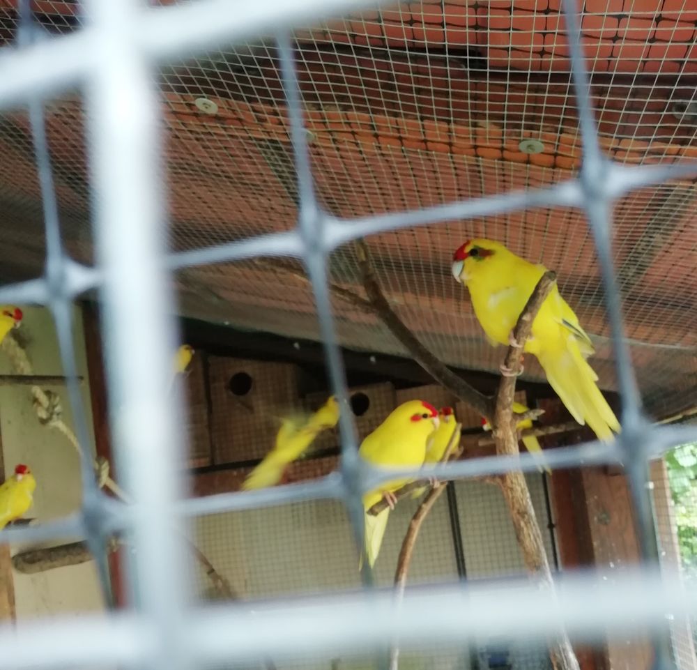 kakariki jaune a front rouge 40 44600 Saint-nazaire