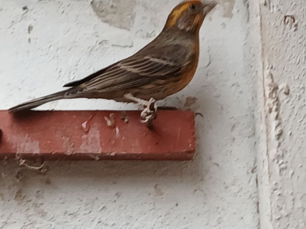 oiseau roselin 30 77120 Coulommiers