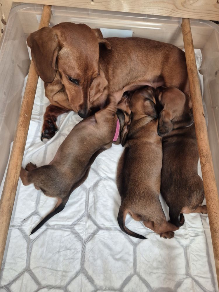 Teckel standard poil ras 1800 37530 Cangey