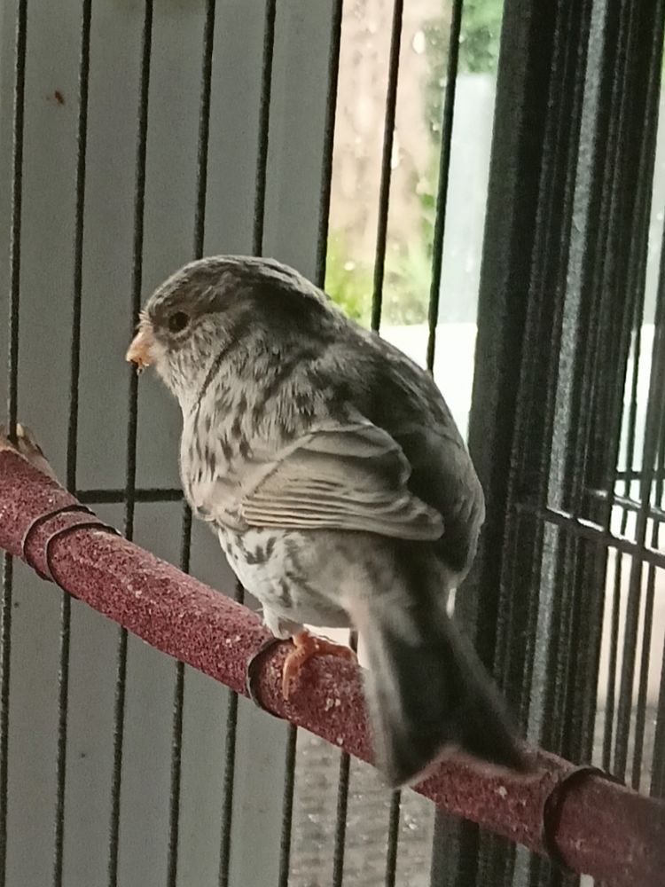 Canaris agate mosa&iuml;que rouge 30 77750 Saint-cyr-sur-morin