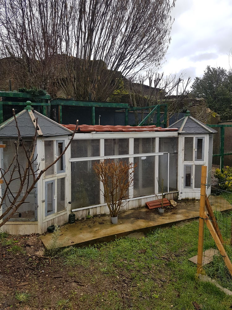  moineaux du japon 20 88500 Bazoilles-et-m�nil