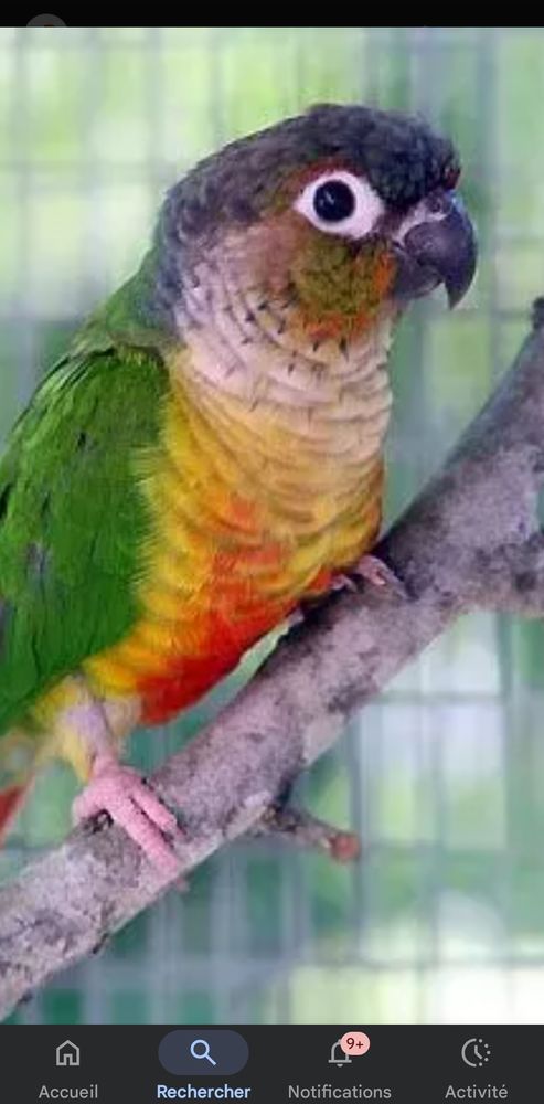 cherche  oiseaux 0 49100 Angers