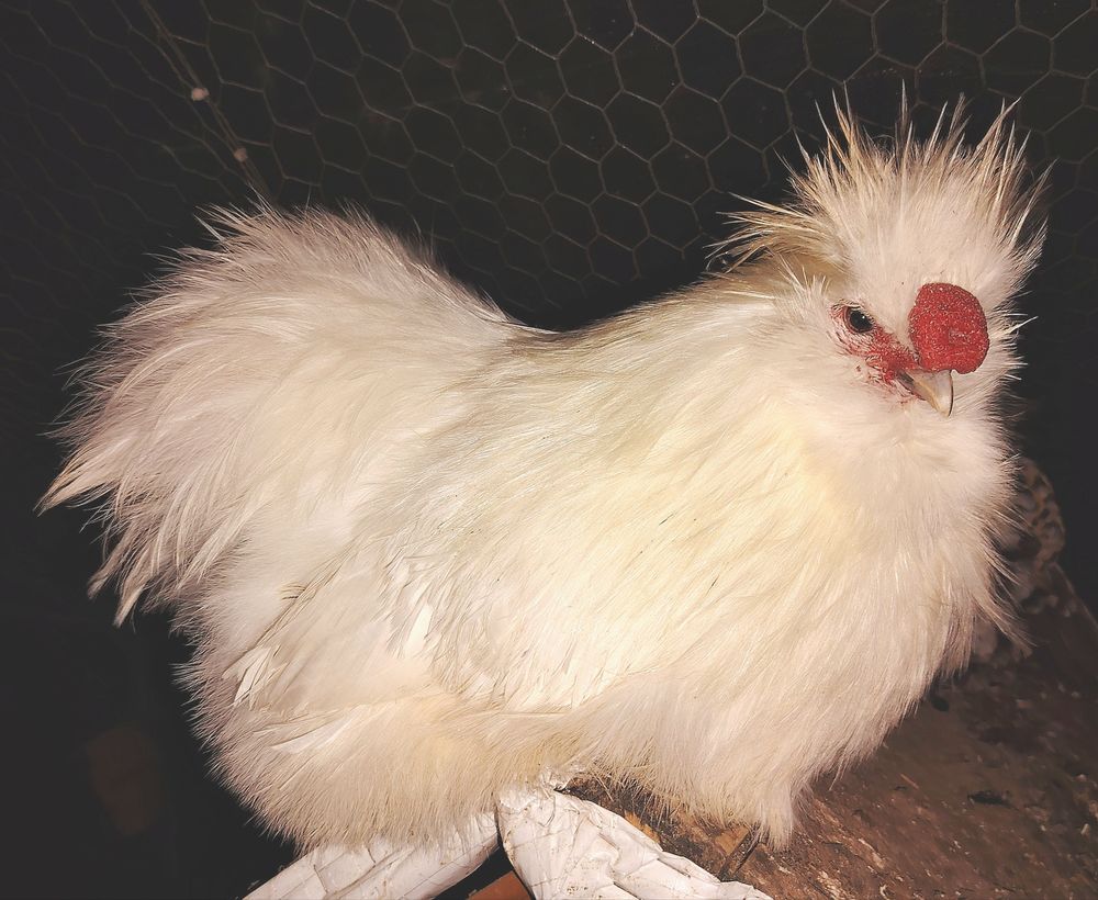 Coq de soie blanc 20 71190 �tang-sur-arroux