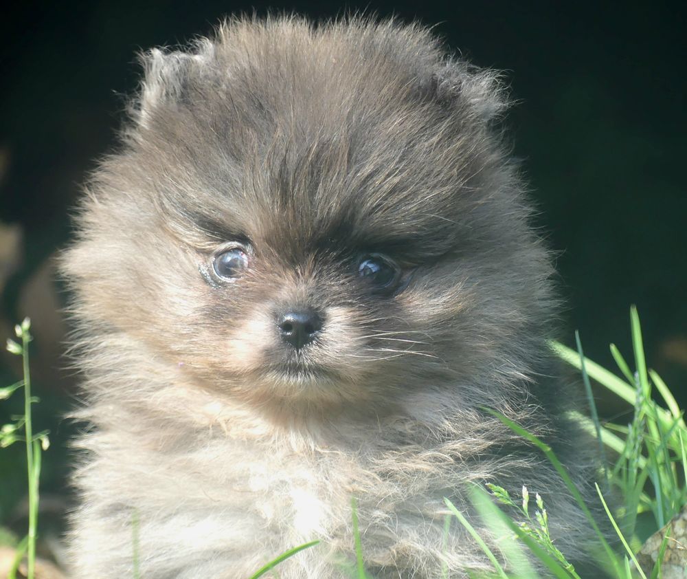 Spitz nain pomeranien 1900 91650 Breuillet