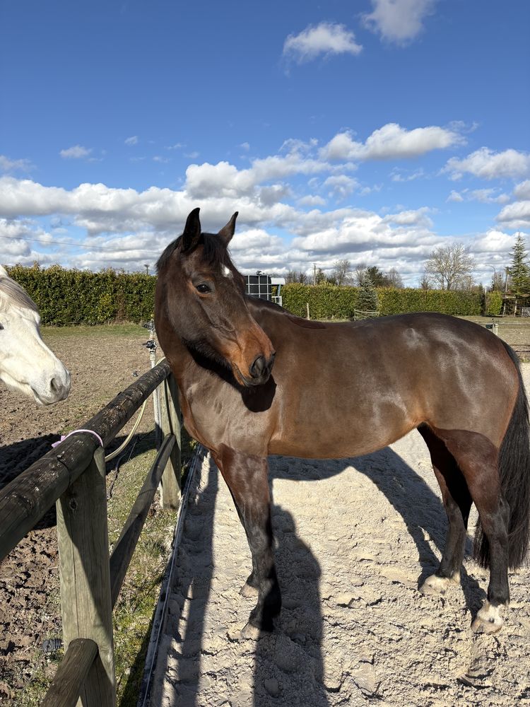 Jument 7 ans 10000 10700 Trouans