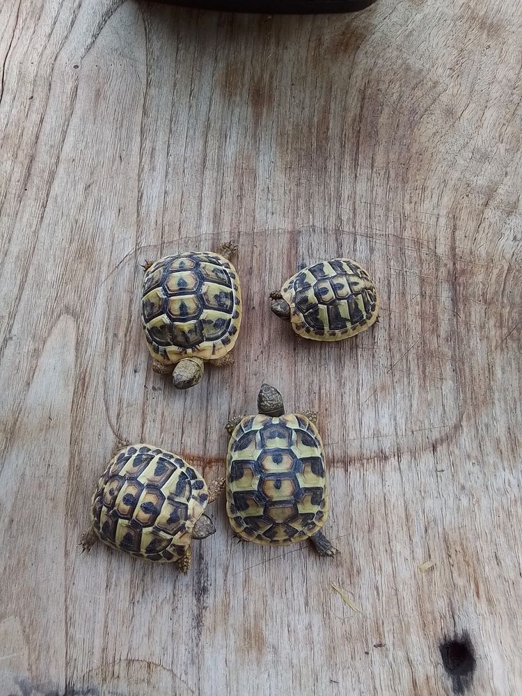 Tortue de terre 50 84450 Jonquerettes