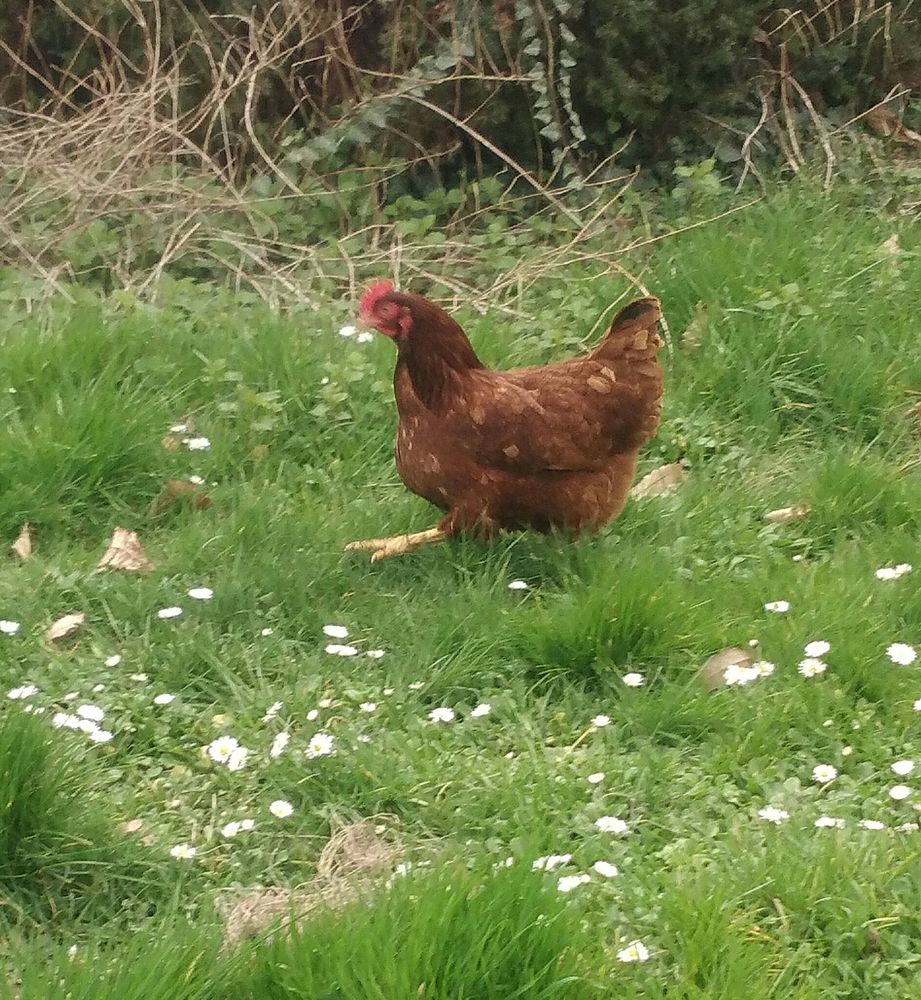 Poule 7 21250 Seurre