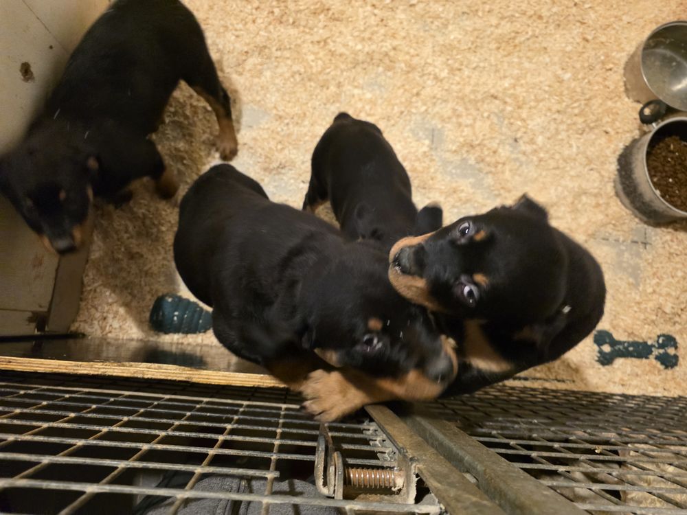 Rottweiler  650 77750 Saint-cyr-sur-morin