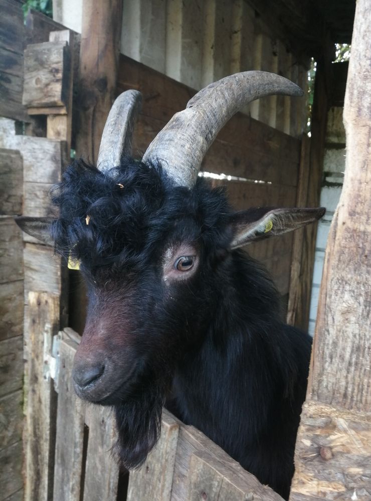 Bouc Poitevin 120 79800 Pamproux