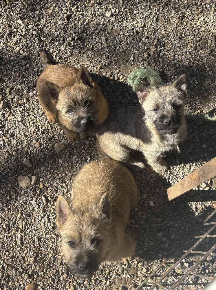 Chiots Cairn Terrier 1000 30000 N�mes
