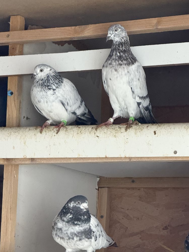 Pigeonnier 30 77410 Claye-souilly