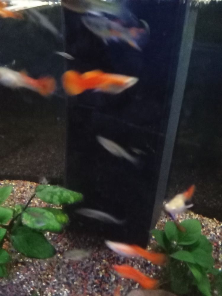 Guppy orange m&acirc;le 2 68200 Mulhouse