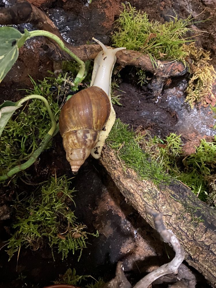 Don Escargot g&eacute;ant d'Afrique 0 33600 Pessac