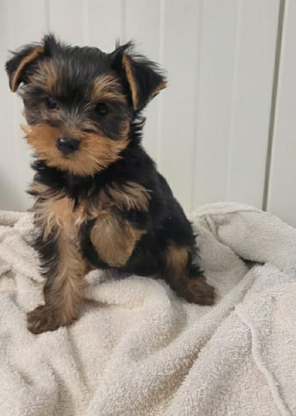 Magnifique yorkshire 0 13001 Marseille